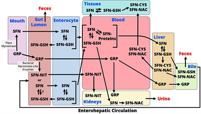 Metabolic Fate of Dietary Glucosinolates and Their Metabolites: A Role for the Microbiome